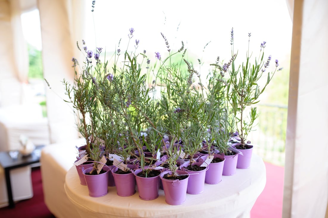 Nunta Levantica Mint Lila Andreea si Lucian Decoratiuni Lavanda Nunta Levantica Mint Lila Andreea si Lucian